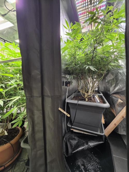 Zupernova Clones. Week 20