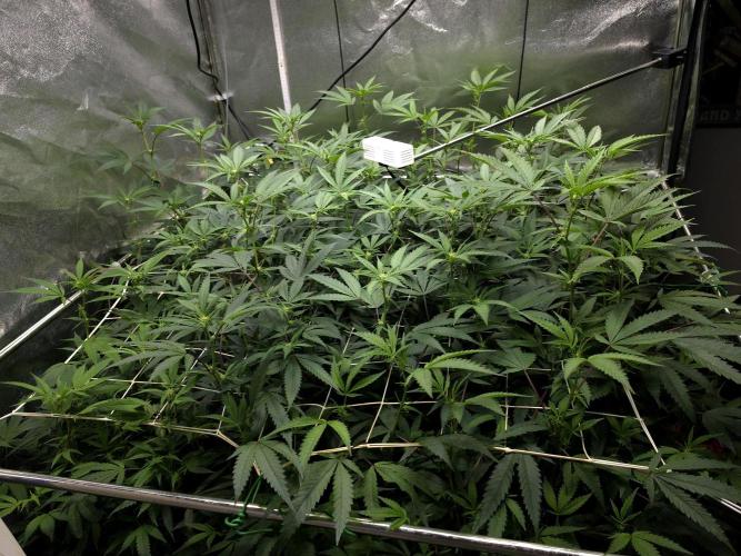 Zupernova Clones. Week 20