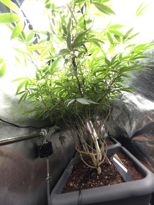 Zupernova Clones. Week 20