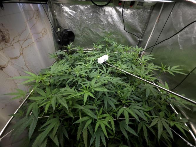 Zupernova Clones. Week 20