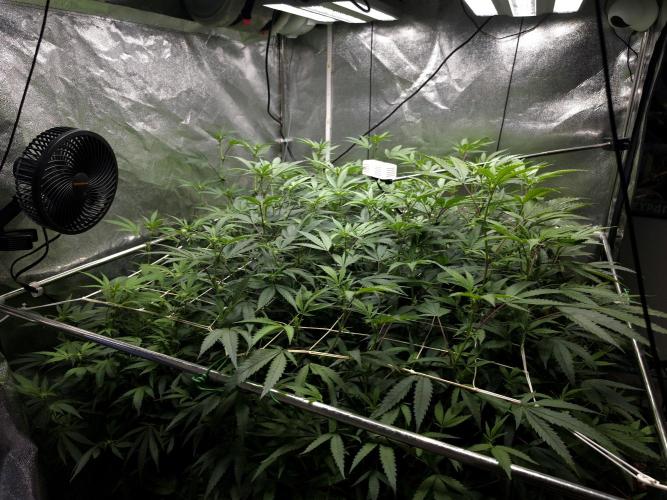 Zupernova Clones. Week 20