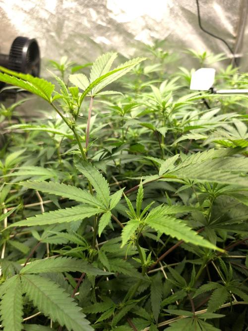 Zupernova Clones. Week 20