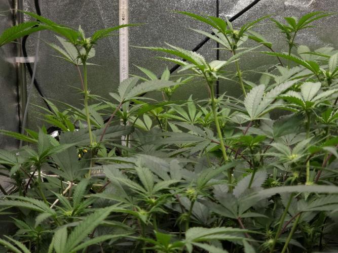 Zupernova Clones. Week 20