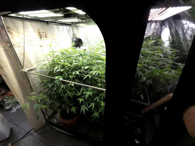 Zupernova Clones. Week 20