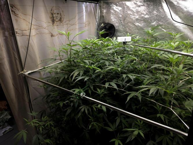 Zupernova Clones. Week 20
