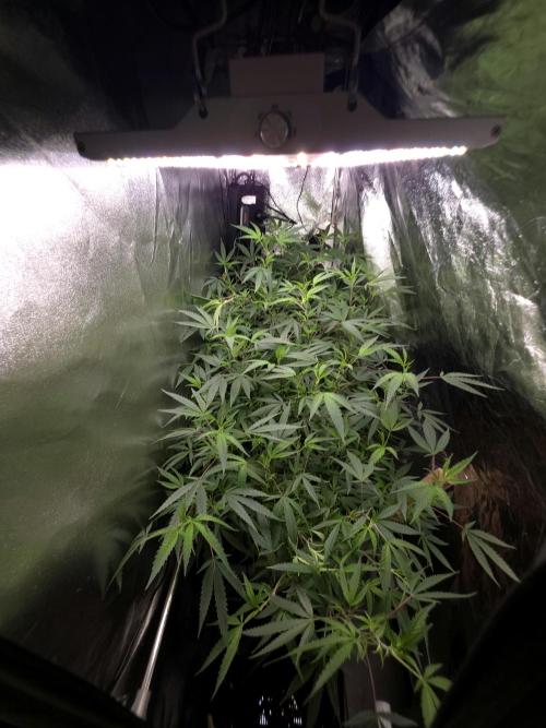 Zupernova Clones. Week 20