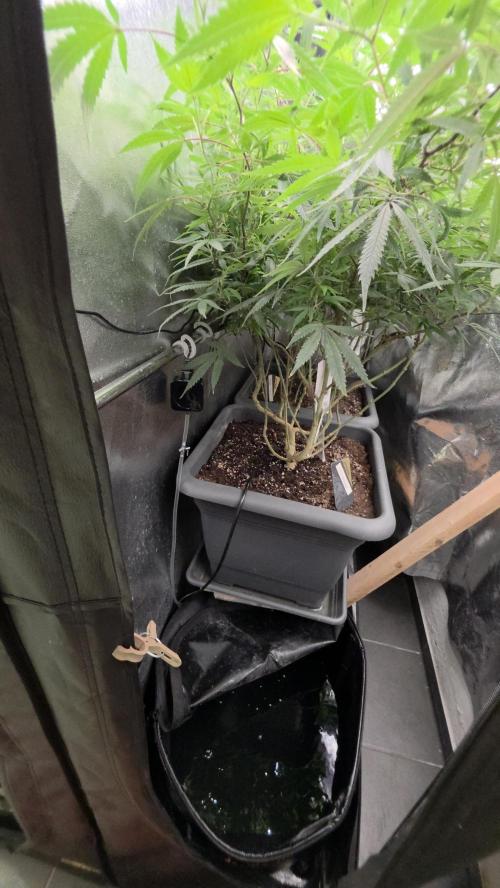 Zupernova Clones. Week 20