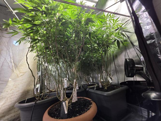 Zupernova Clones. Week 20