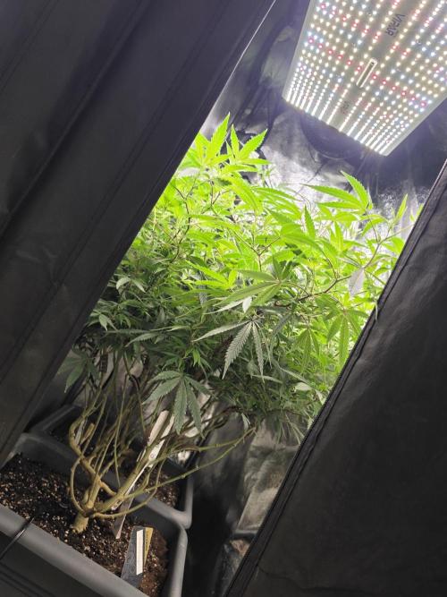 Zupernova Clones. Week 20