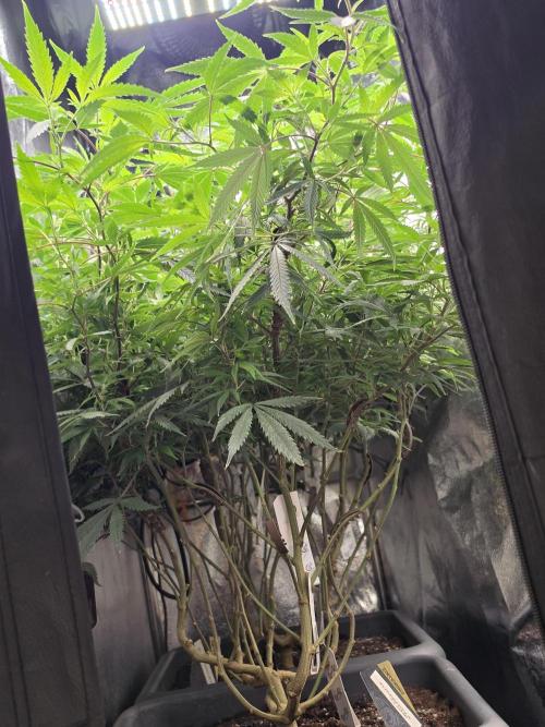Zupernova Clones. Week 20