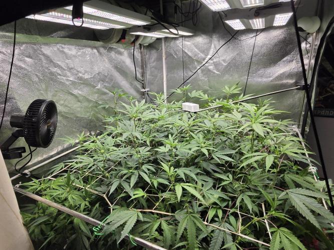 Zupernova Clones. Week 20