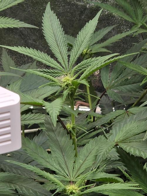 Zupernova Clones. Week 20