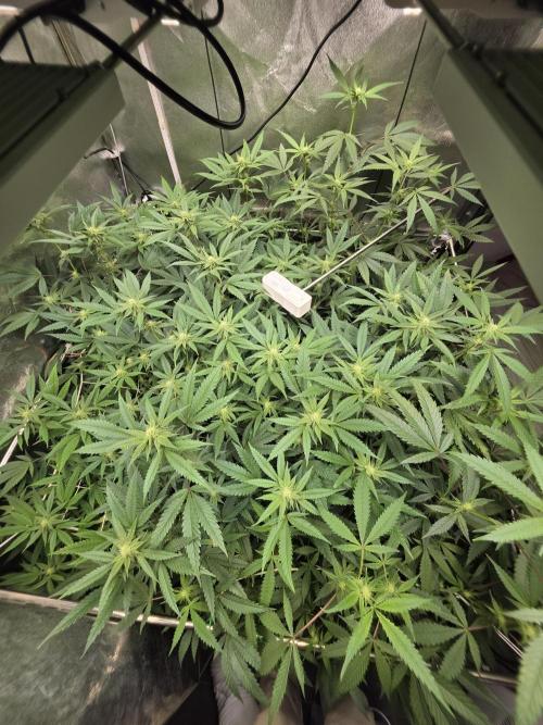 Zupernova Clones. Week 21