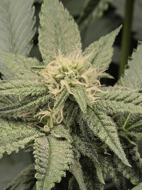 Zupernova Clones. Week 21