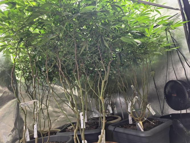 Zupernova Clones. Week 21