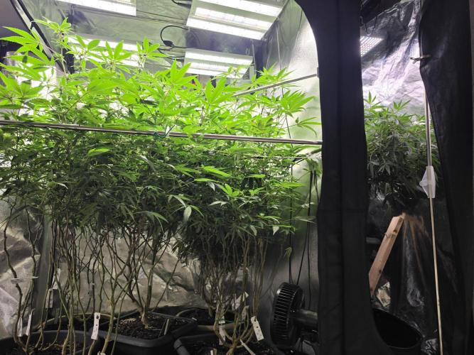 Zupernova Clones. Week 21