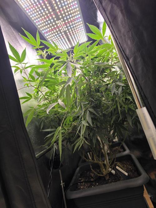 Zupernova Clones. Week 21