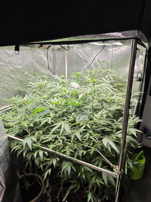 Zupernova Clones. Week 21