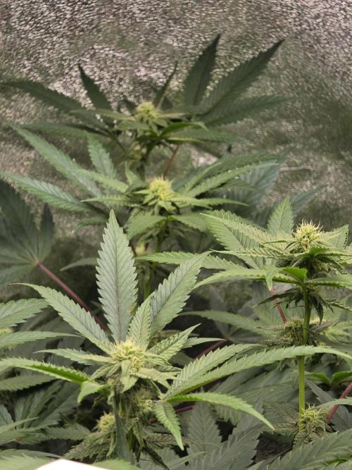 Zupernova Clones. Week 21