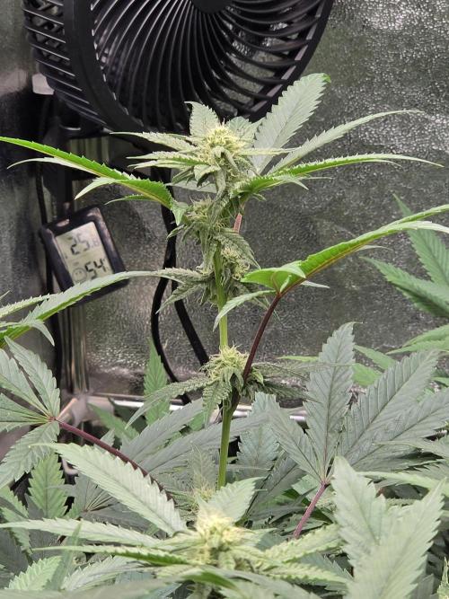 Zupernova Clones. Week 21