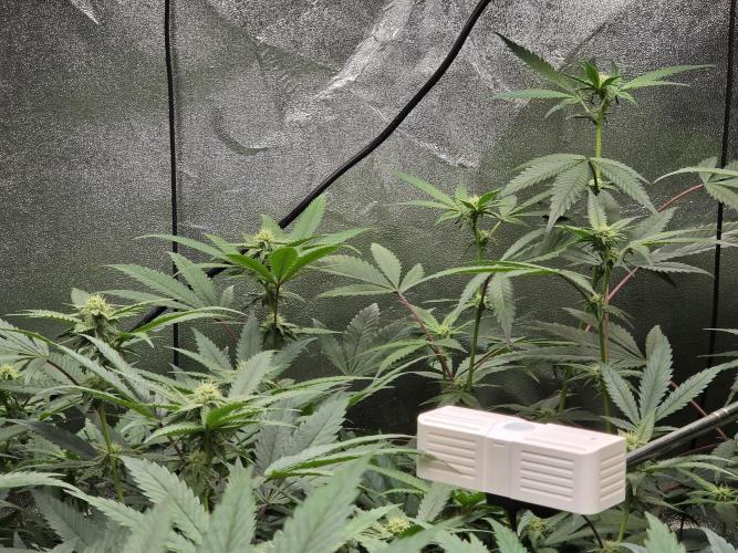 Zupernova Clones. Week 21
