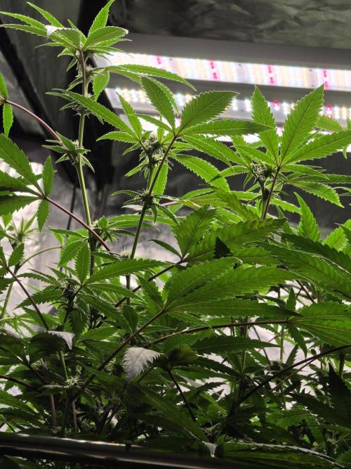 Zupernova Clones. Week 21
