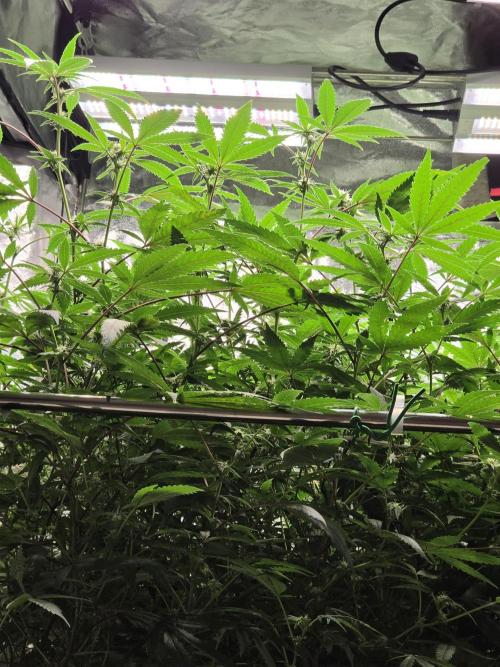Zupernova Clones. Week 21