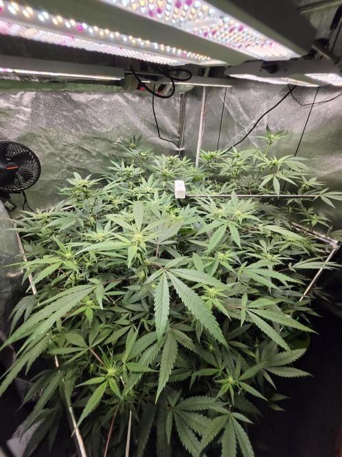 Zupernova Clones. Week 21