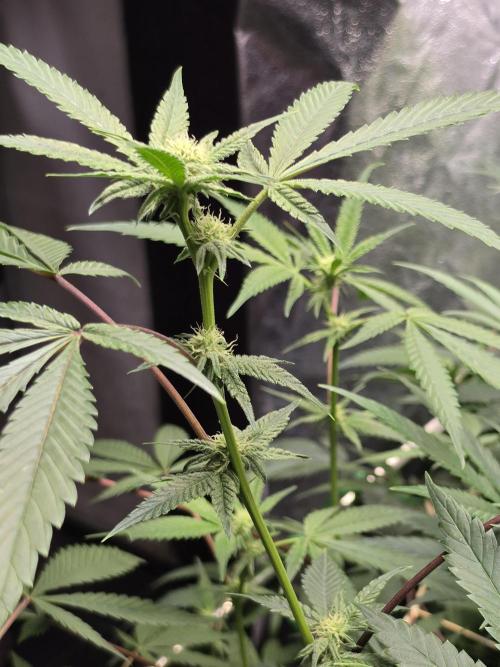 Zupernova Clones. Week 21