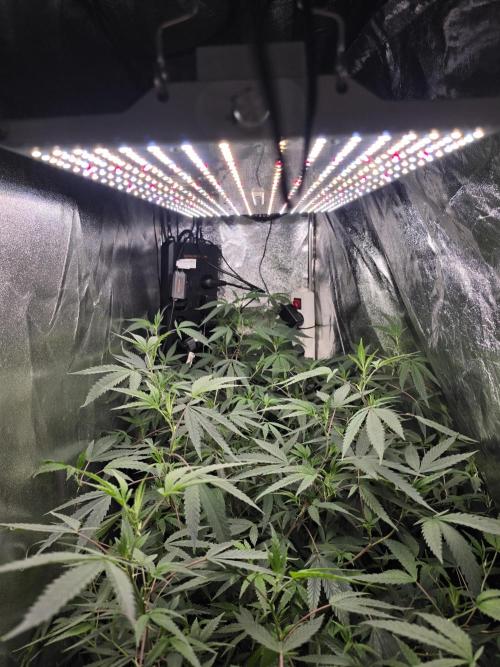 Zupernova Clones. Week 21