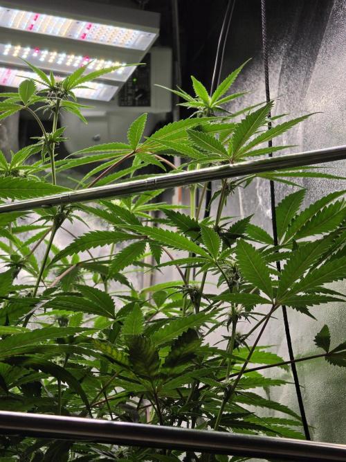 Zupernova Clones. Week 21