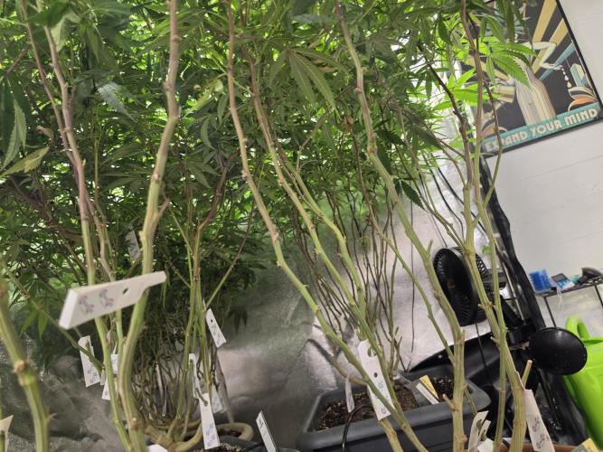 Zupernova Clones. Week 21