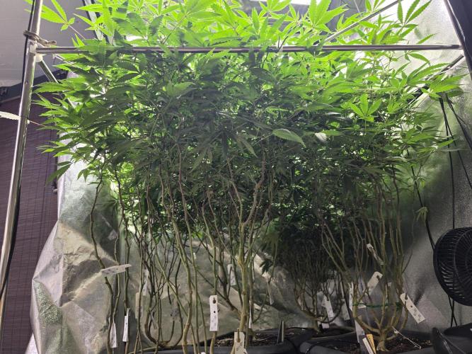 Zupernova Clones. Week 21