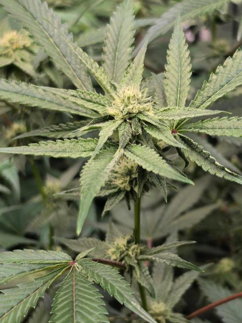 Zupernova Clones. Week 22