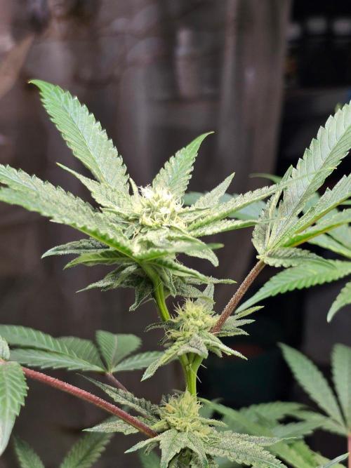 Zupernova Clones. Week 22