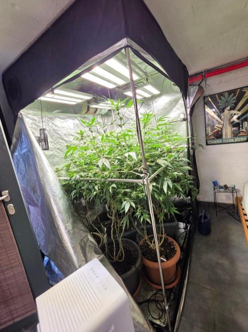 Zupernova Clones. Week 22
