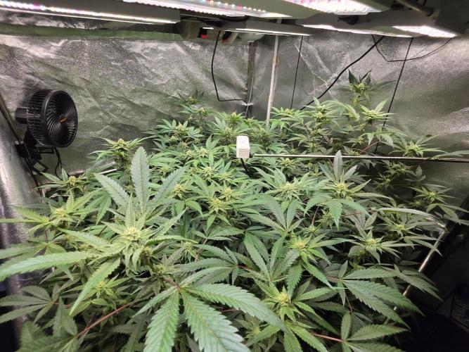 Zupernova Clones. Week 22