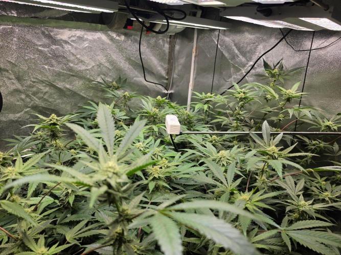 Zupernova Clones. Week 22