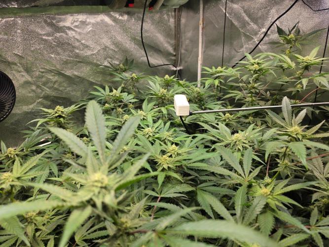 Zupernova Clones. Week 22