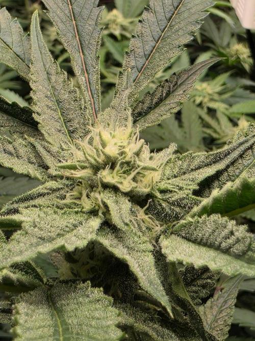 Zupernova Clones. Week 22