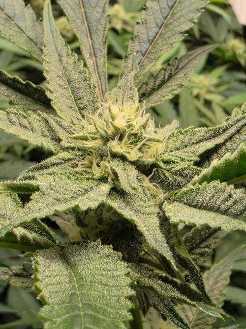 Zupernova Clones. Week 22