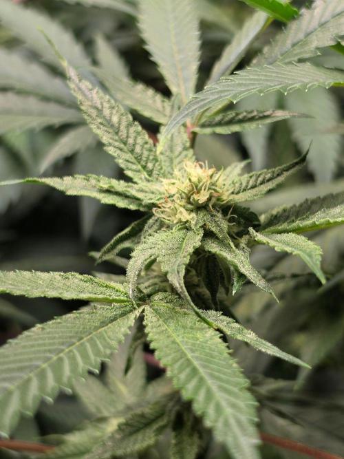 Zupernova Clones. Week 22