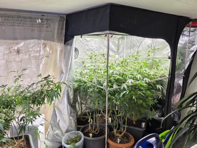 Zupernova Clones. Week 23