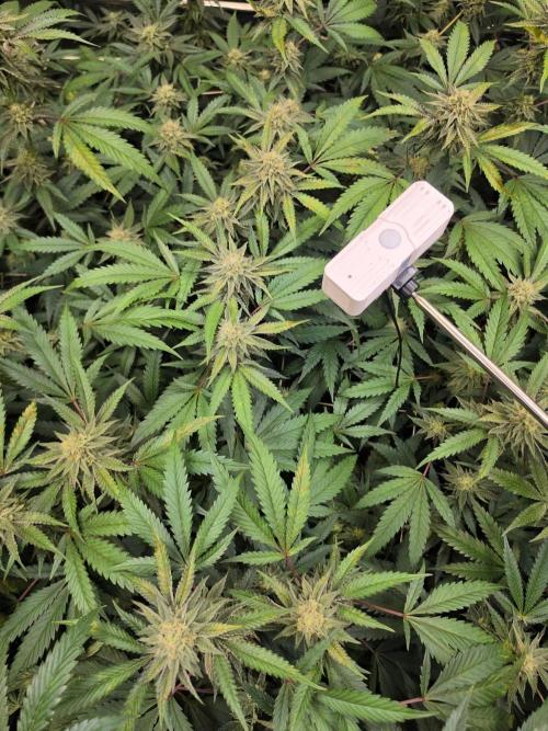Zupernova Clones. Week 23