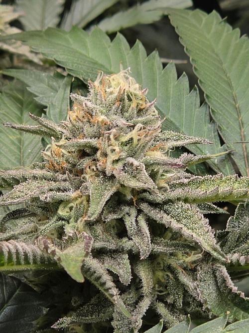 Zupernova Clones. Week 23