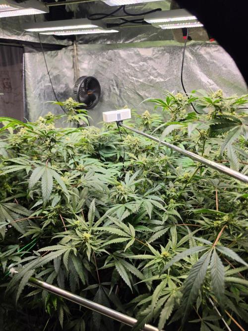 Zupernova Clones. Week 23