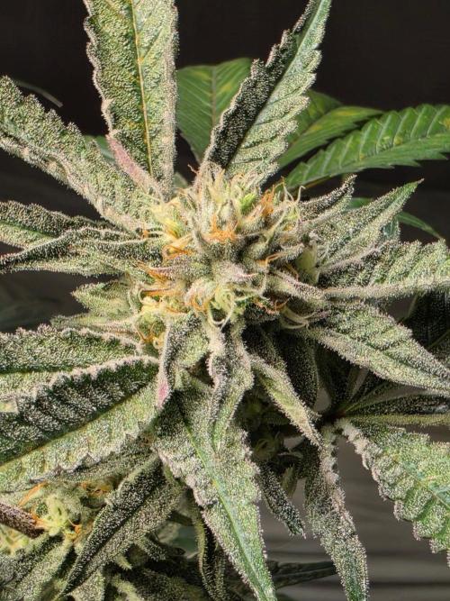 Zupernova Clones. Week 23