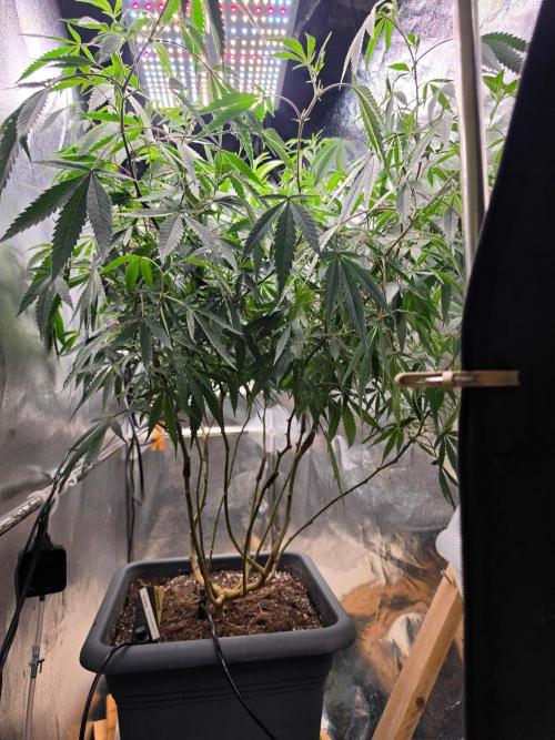 Zupernova Clones. Week 23