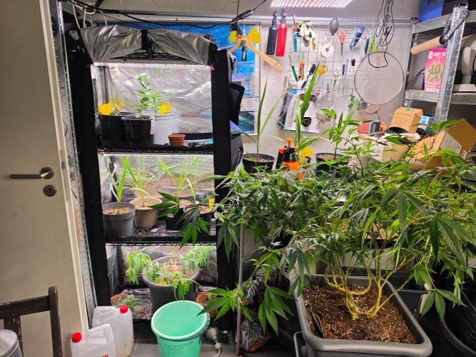 Zupernova Clones. Week 23