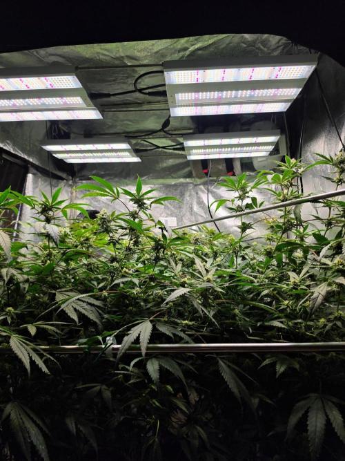 Zupernova Clones. Week 23